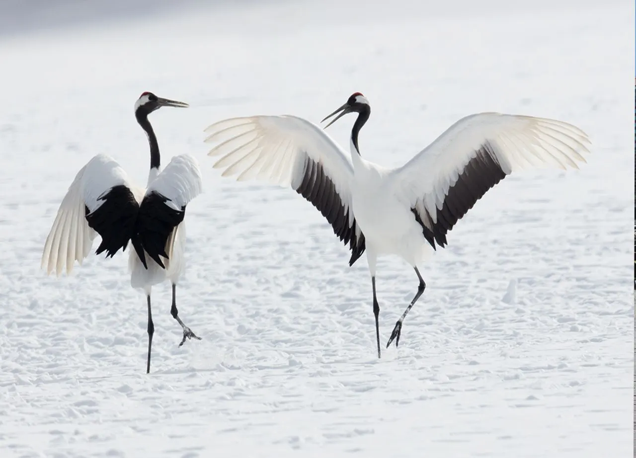 Japan: Rausu Snow Eagles & Snow Monkeys | photograph by Ed Asmus