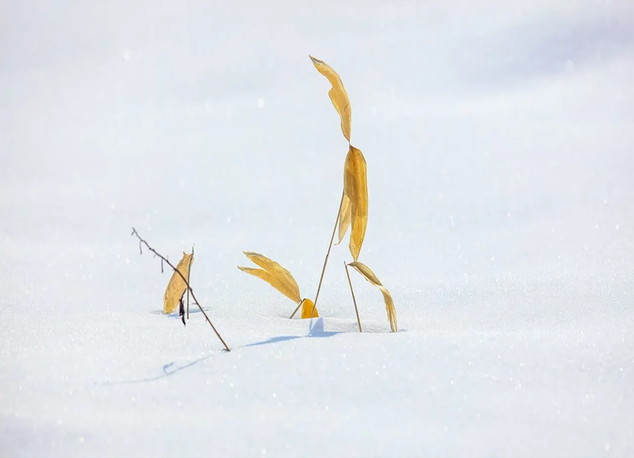 Japan: Rausu Snow Eagles & Snow Monkeys | photograph by Ed Asmus
