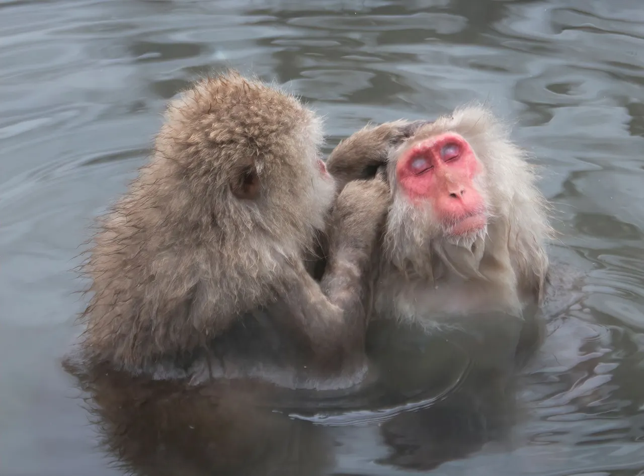 Japan: Rausu Snow Eagles & Snow Monkeys | photograph by Ed Asmus