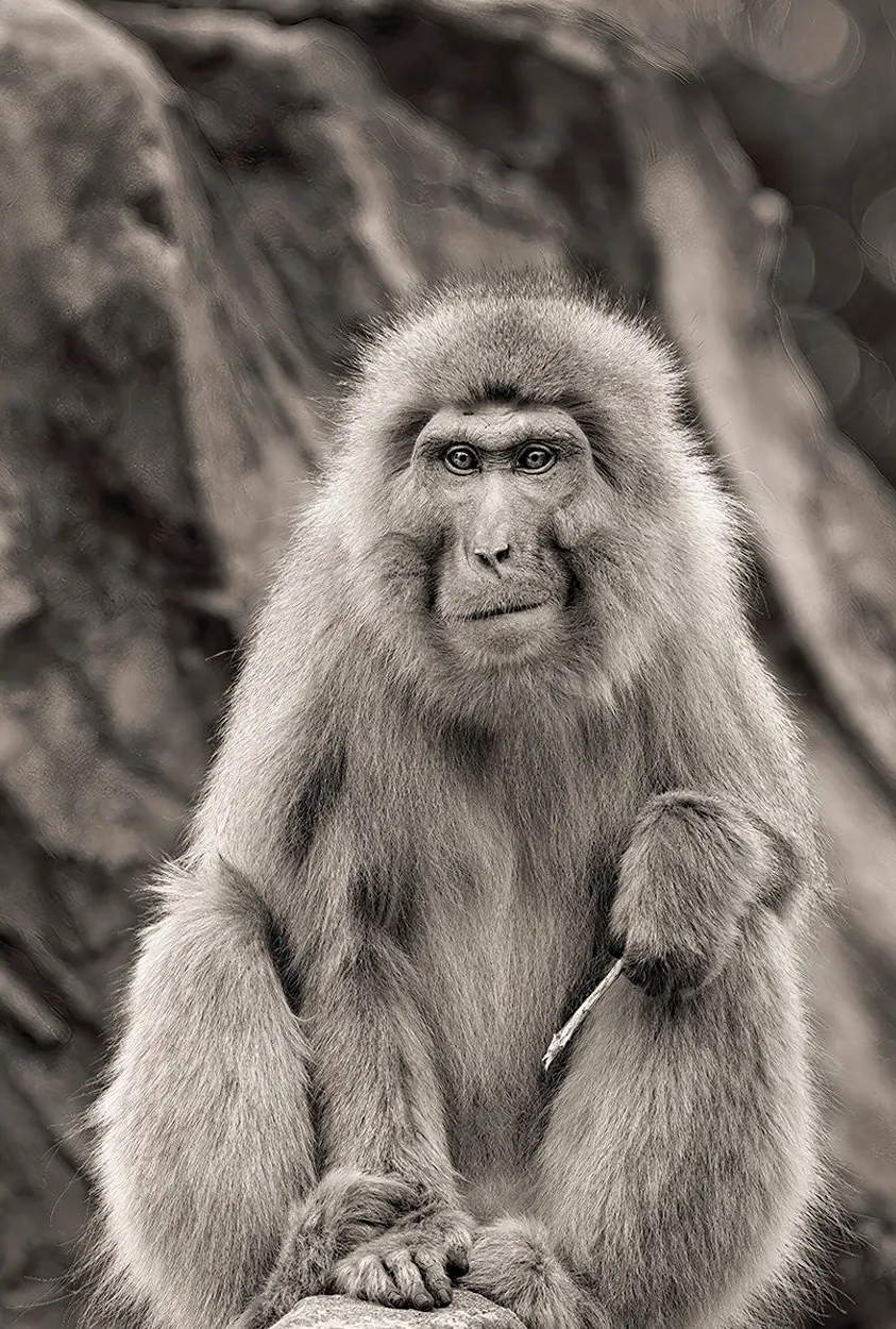 Japan: Rausu Snow Eagles & Snow Monkeys | photograph by Ed Asmus