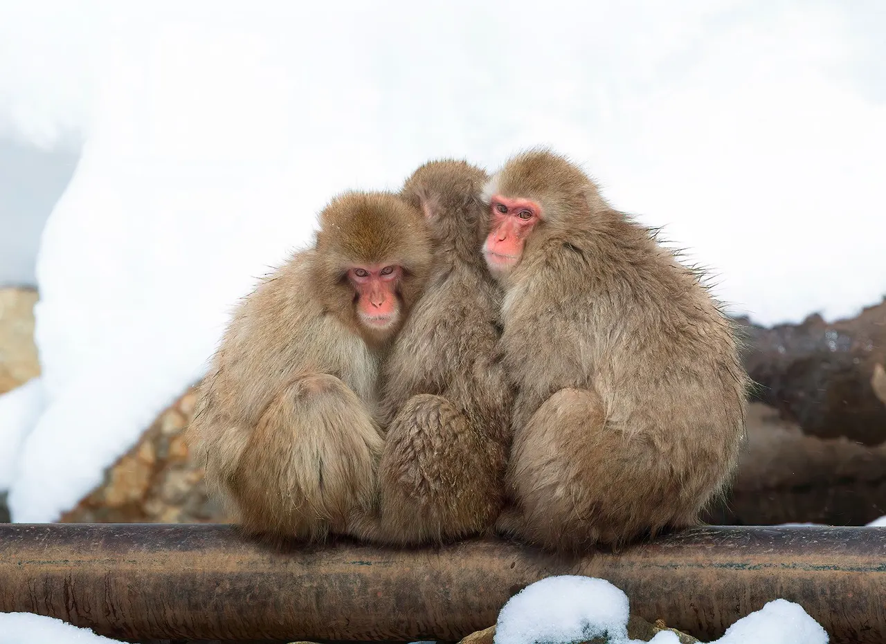 Japan: Rausu Snow Eagles & Snow Monkeys | photograph by Ed Asmus