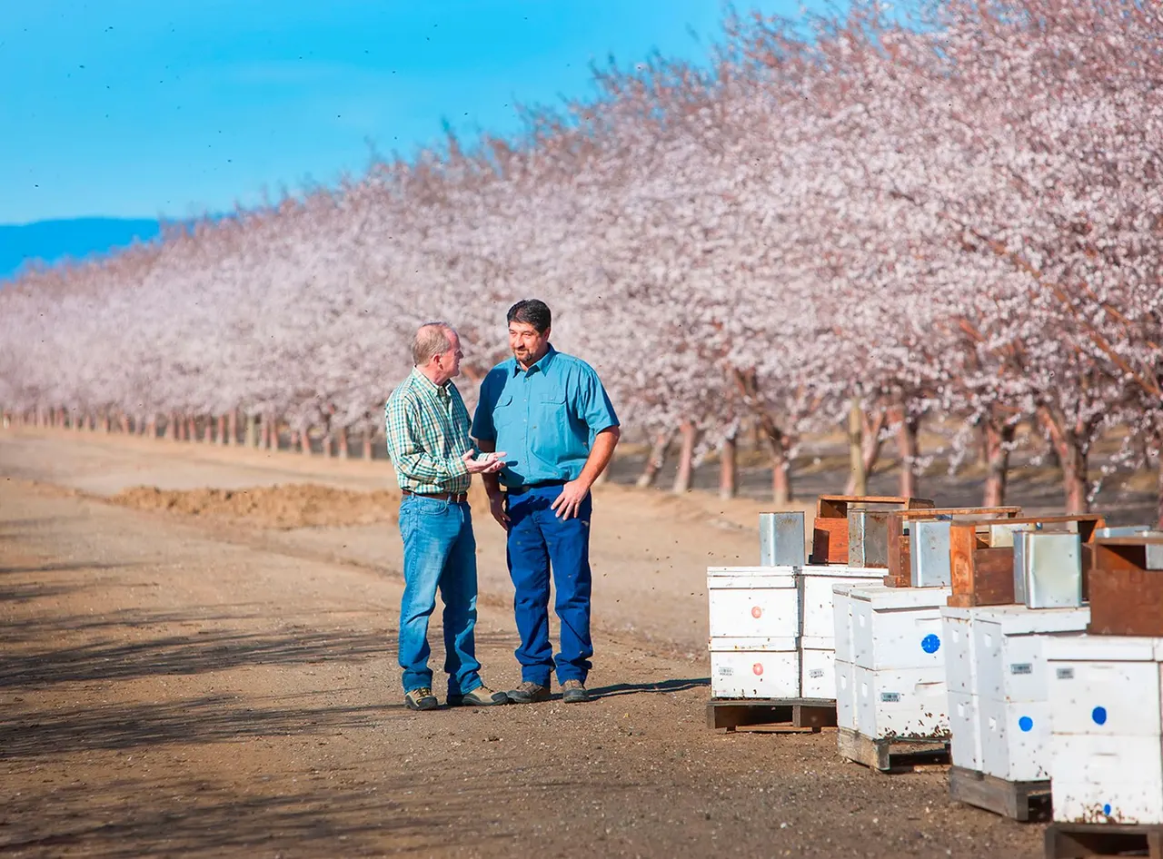 California Almond Growers, Modesto, CA | photograph by Ed Asmus