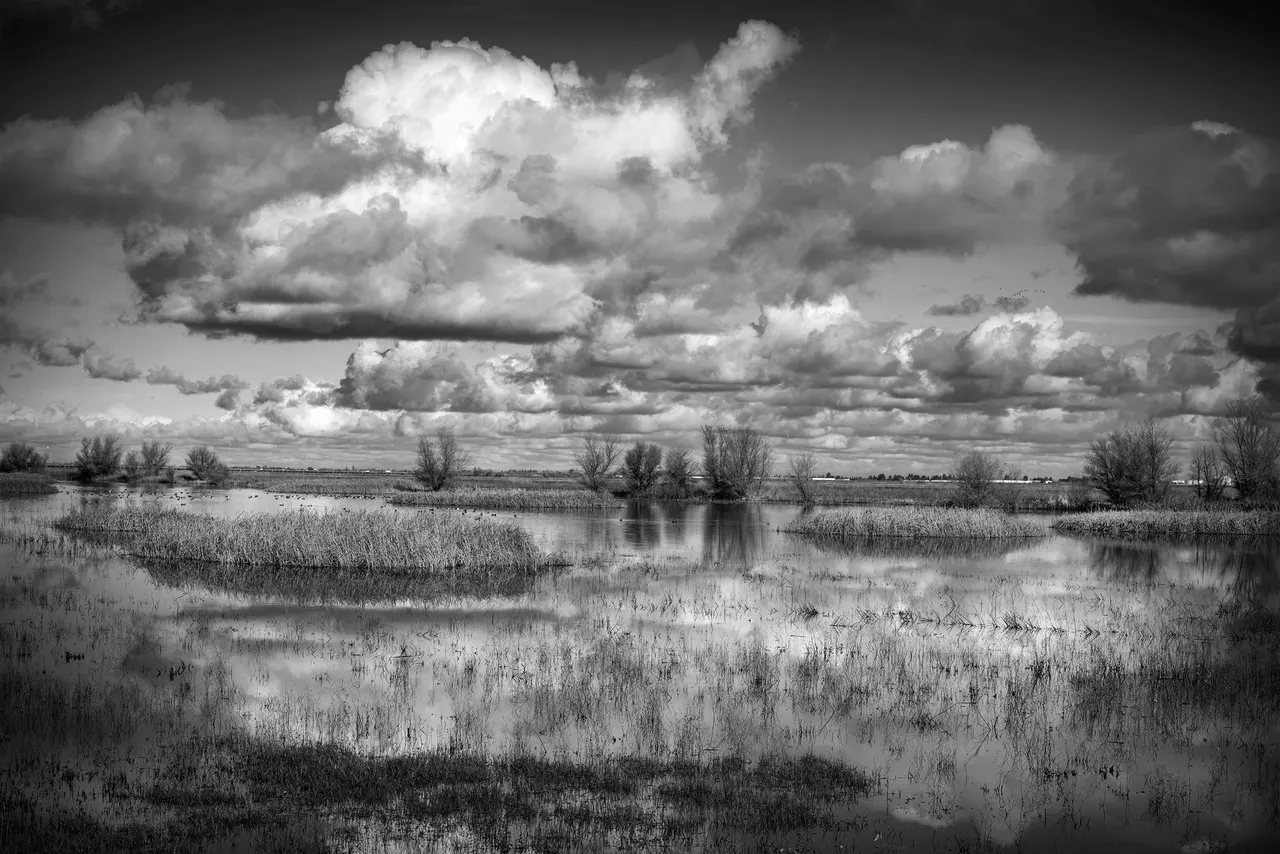 Yolo Bypass, California | photograph by Ed Asmus