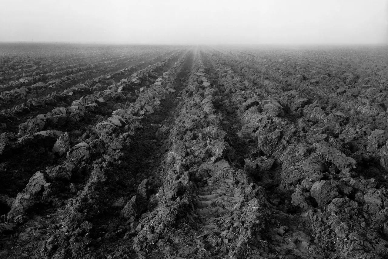 Plowed file in the fog, Clarksburg, Ca | photograph by Ed Asmus