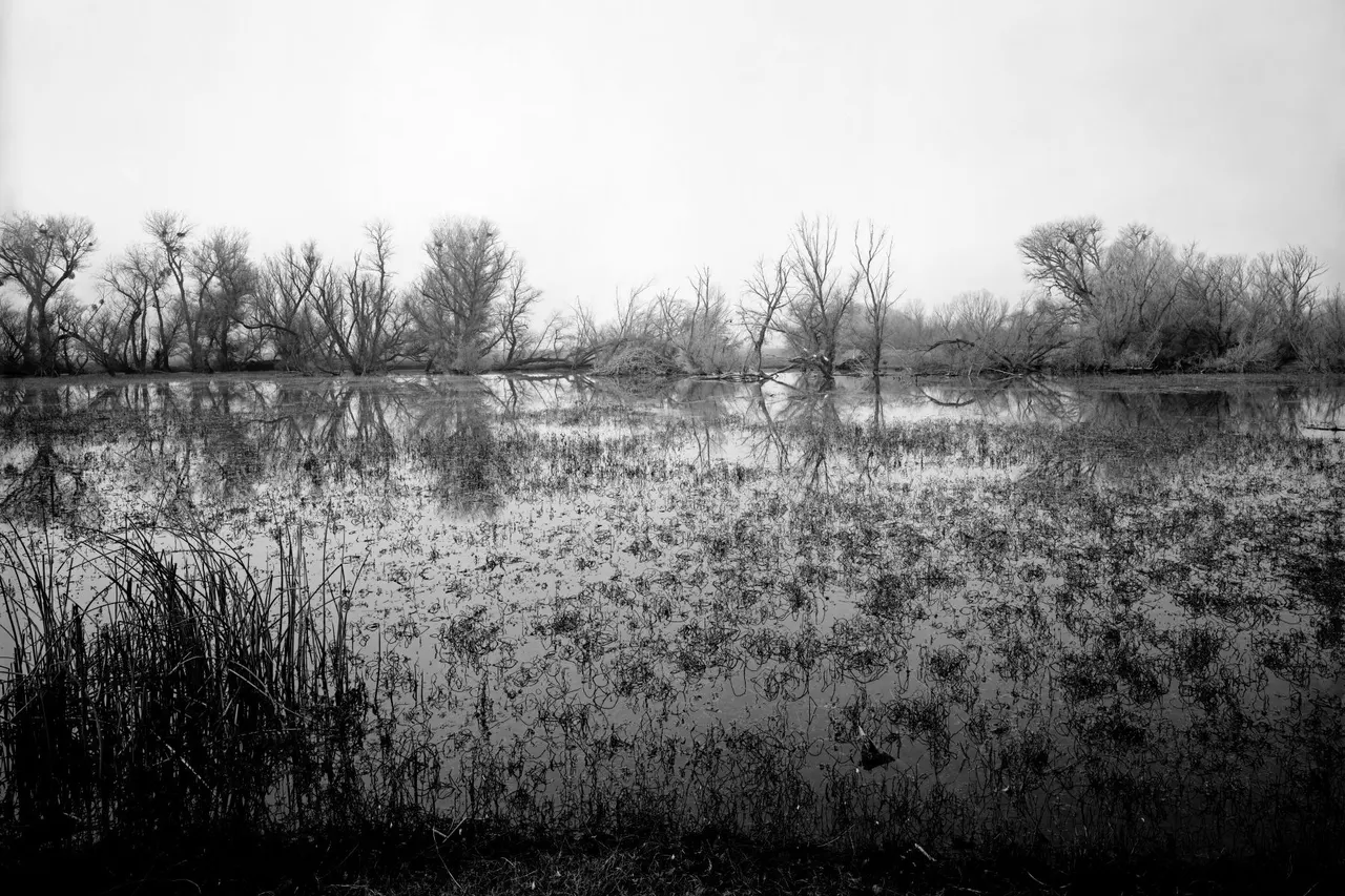 Stone Lakes Wildlife Refuge | photograph by Ed Asmus