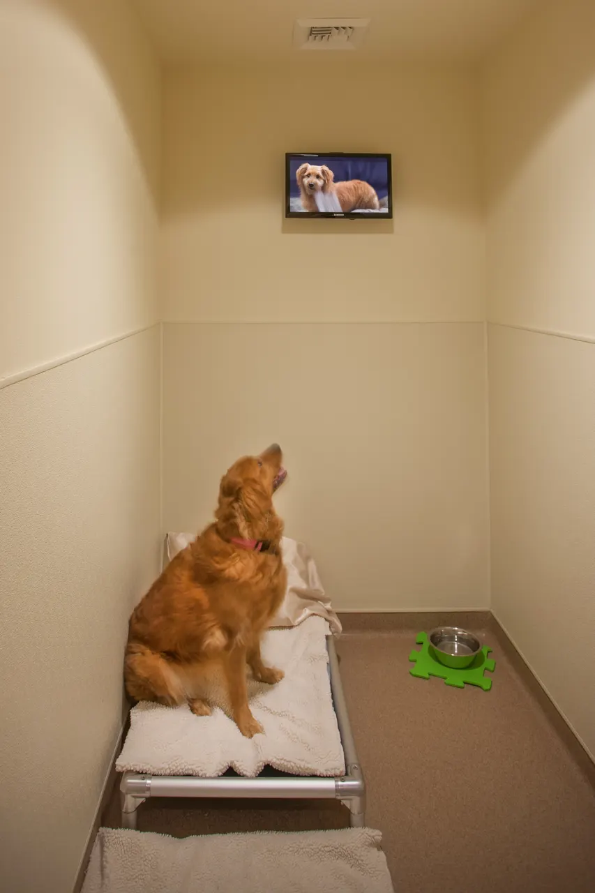 Muellers Animal Hospital, Sacramento, CA | photograph by Ed Asmus